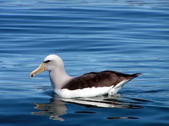 Soubor:Thalassarche cauta salvini -New Zealand coast-8.jpg