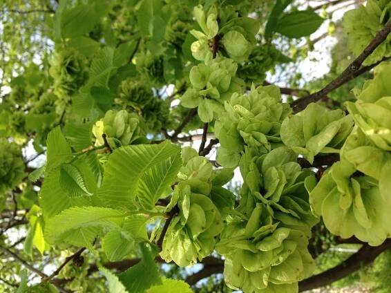 Súbor:Elm seeds.jpeg – Wikipédia