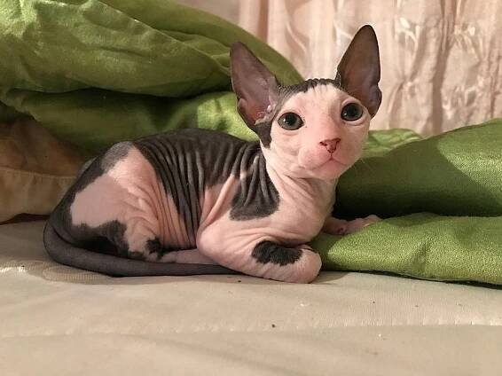 Sphynx koťata s PP k prodeji
