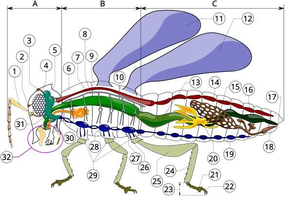 File:Insect anatomy diagram.svg - Wikimedia Commons