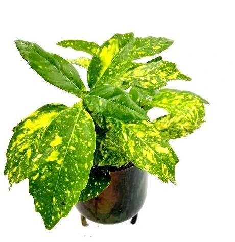 Aucuba japonica variegata