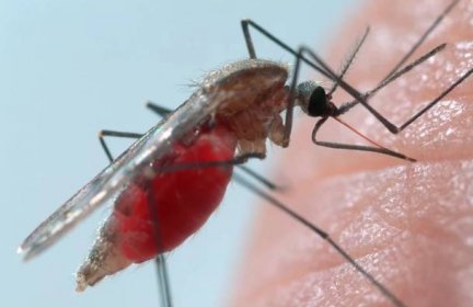 Třetí země africká bez malárie. Kapverdy vymýtily nemoc, na kterou ročně zemřou statisíce lidí