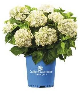 Hortenzie velkolistá Endless Summer® Hydrangea macrophylla 'The Bride' 20-35 cm květináč 5 l bílá