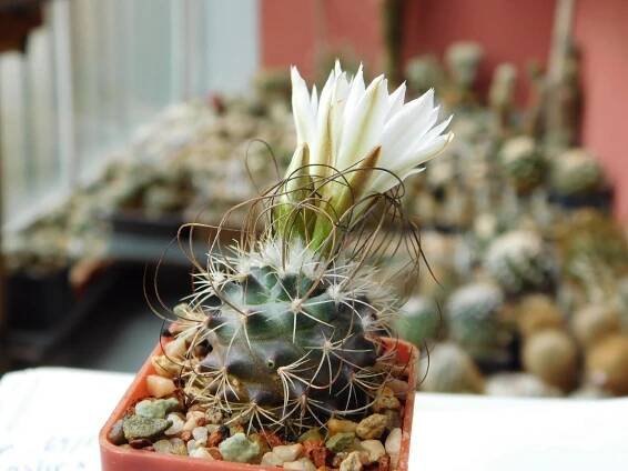 Kaktusy/sukulenty: Turbinicarpus graminispinus - Dům a zahrada