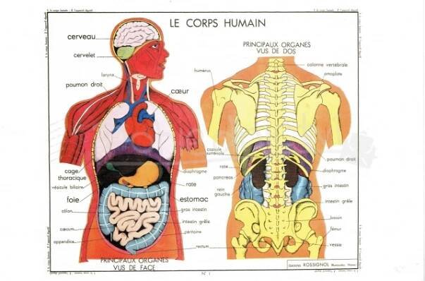 Pohlednice Anatomie lidského těla