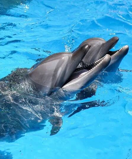 slide-dolphin-show