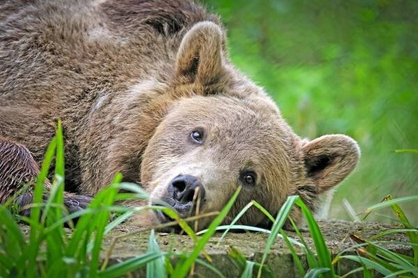 This Bear Just Had Groundbreaking Brain Surgery in the UK