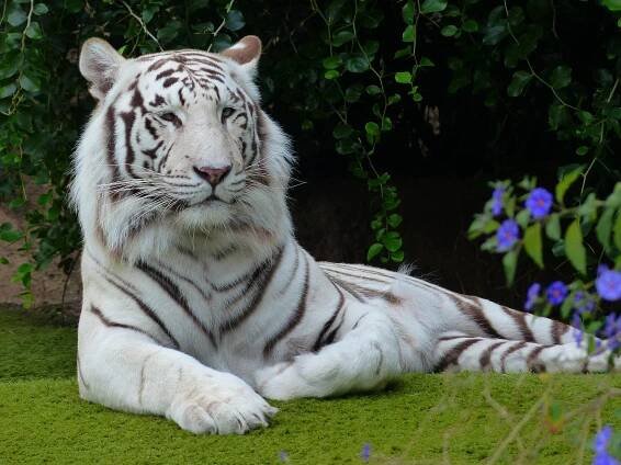 Tigre blanco con rayas negras