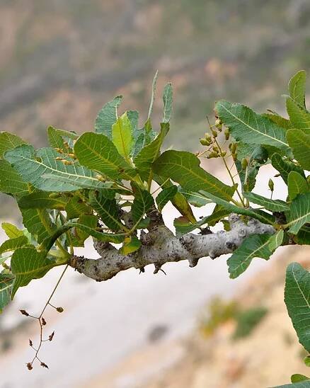 🌱 Boswellia popoviana – Yellow flower | Seedlings | Shop Now