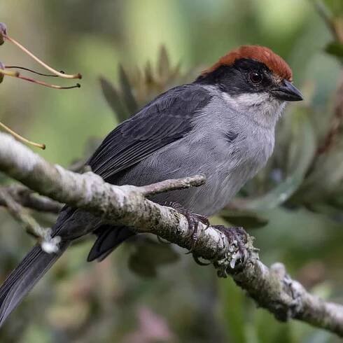 Montañerito-Paisa-Antioquia-Brush-Finch-Atlapetes-blancae-min