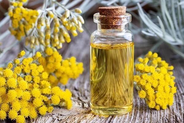 Smil italský (Helichrysum italicum)
