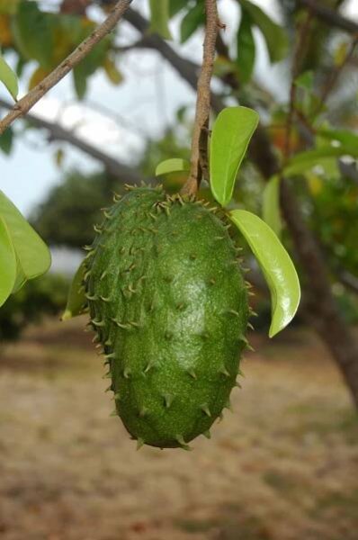soursop on a tree