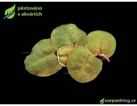 Phyllanthus fluitans