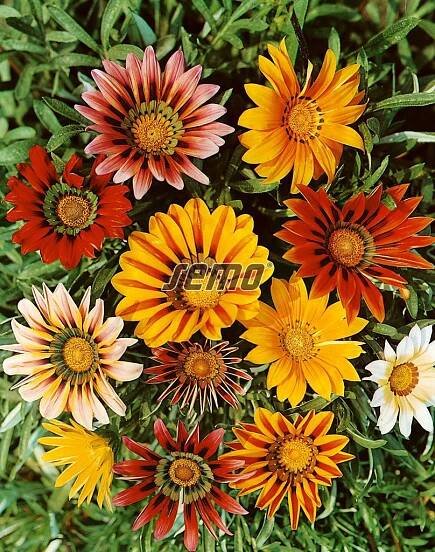 HOBBY, Kv�tiny letni�ky - Gaz�nie z��iv� sm�s, 9260
