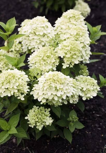 Hydrangea paniculata Living Little Passion