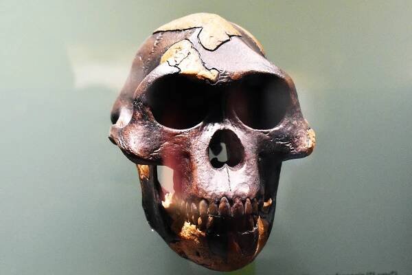New early Homo species discovered that challenges "ape-to-human" evolution theory