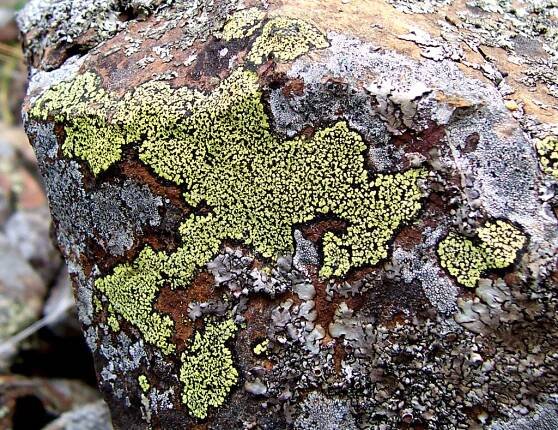 Lecanoromycetidae