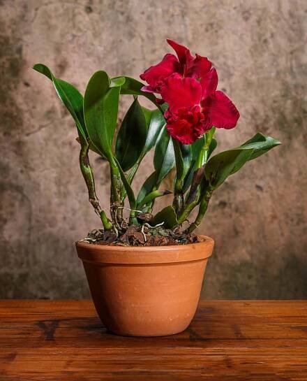 Como cuidar de orquídeas? - We Flores
