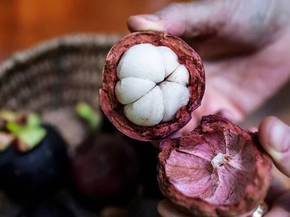 Co je Mangostana ?