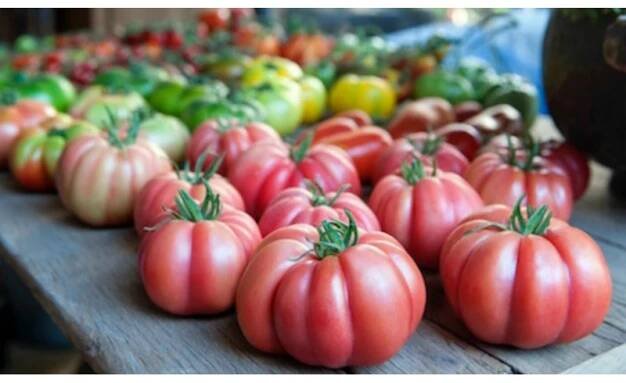 “Monte Rosa” Ribbed Pink Tomato Seeds