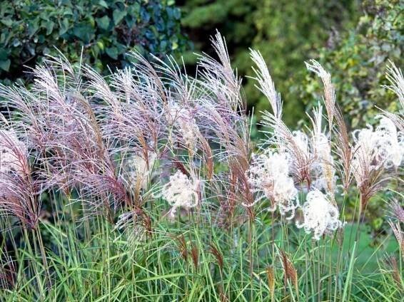 Zone 6 Ornamental Grass – Growing Ornamental Grasses In Zone 6 Gardens