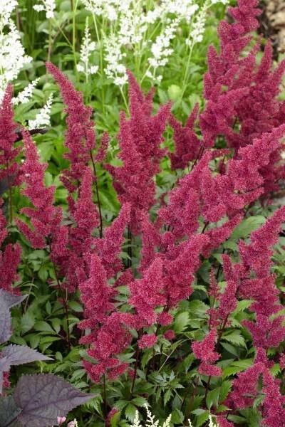Astilbe x arendsii ´Fanal´ , Čechrava, C1,5