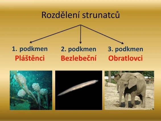 PPT - Název:VY_32_INOVACE_PR7_04 – Strunatci - rozdělení PowerPoint ...