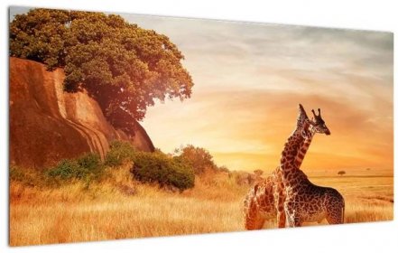 Skleněný obraz - Žirafy v Africe