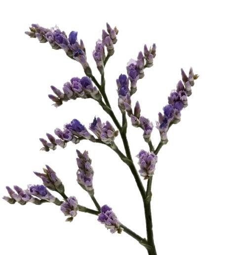 Limonium Skylight | Marginpar