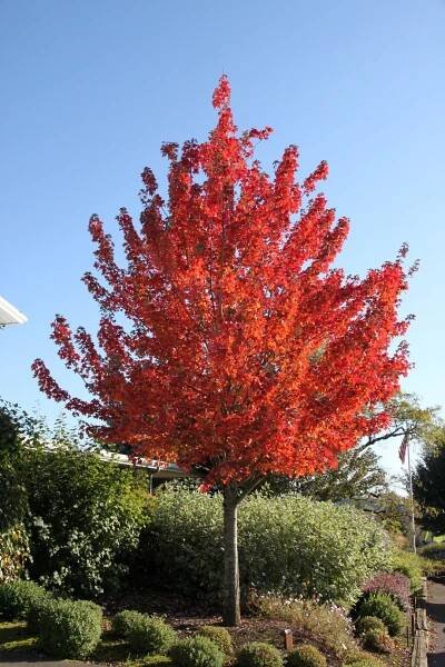 Acer rubrum REDPOINTE ('Frank Jr.')