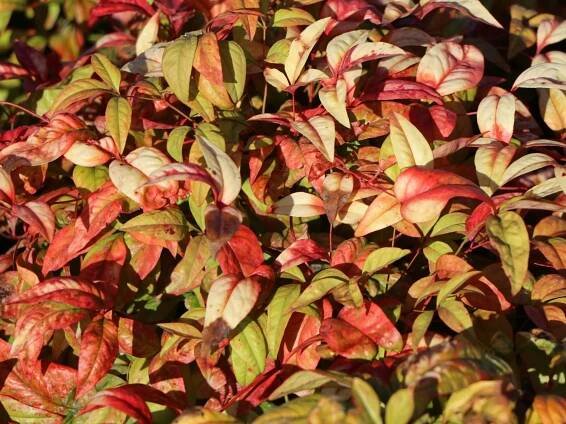 Nandina FIREPOWER
