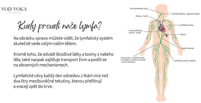 Vod Voka - Proč je lymfatický systém tak důležitý?