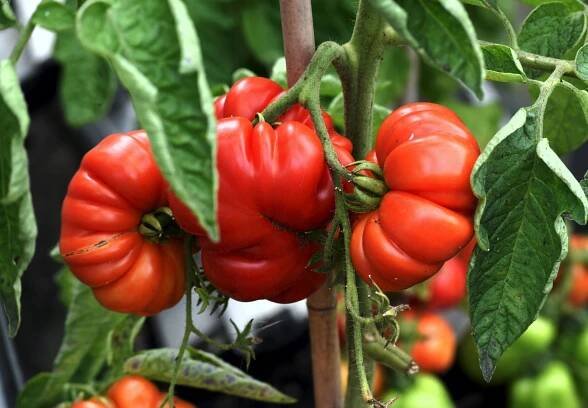 RAJČE ZAPOTEC PLEATED STARÁ ODRŮDA SEMEN