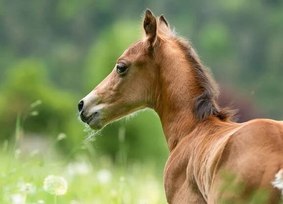 Junges Pferd in der Natur, seitlicher Blick.