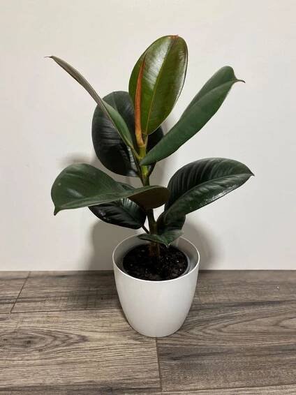 ficus-elastica-robusta--(2)-176-p