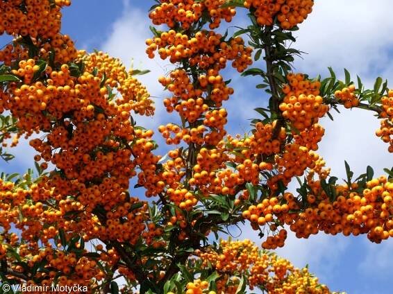 Pyracantha coccinea – hlohyně šarlatová • Pladias: Databáze české flóry a vegetace