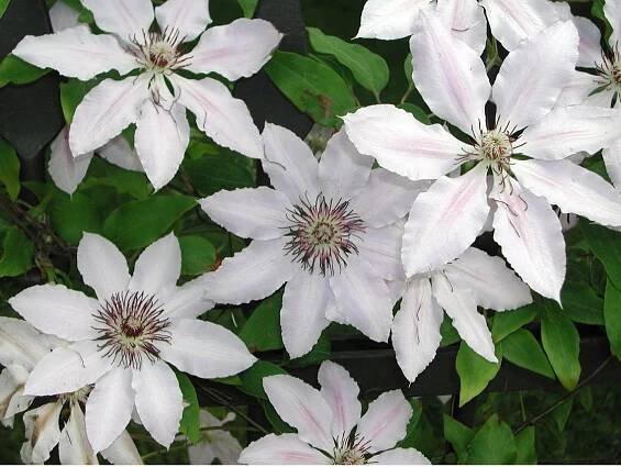 Clematis -přírodní krása na vaší zahradě - Dobře Bydlet