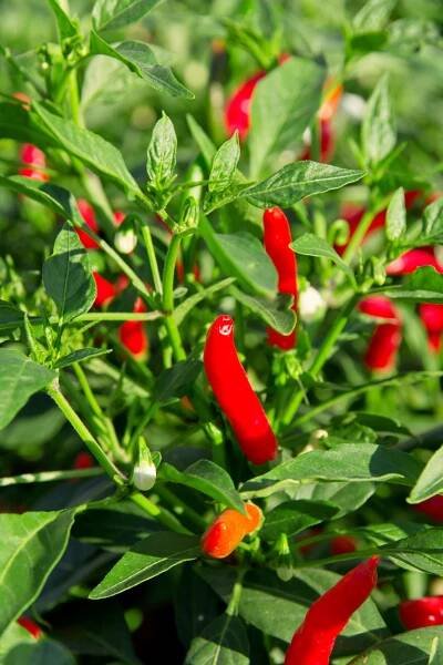 Chilli papričky 10