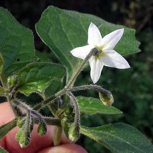 Súbor:(ms) Solanum nigrum 7.jpg