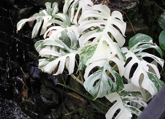 Monstera alba (Foto: Shutterstock)