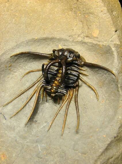 Dicranurus monstrosus - Přírodniny Vedral