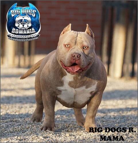 Mama – American-Bully.ro – Bully Romania big dogs caini