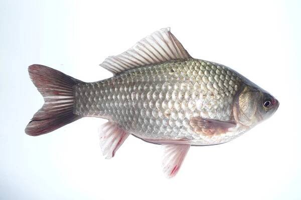Giebel (Fisch)