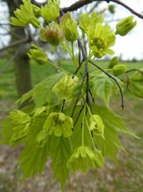 Javor mléč Olmsted - větévka s květy (Acer platanoides)