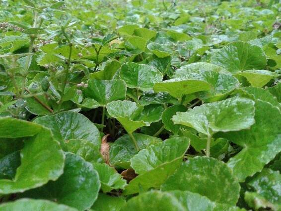 Wild Gotu Kola - photographed by Akın Demir