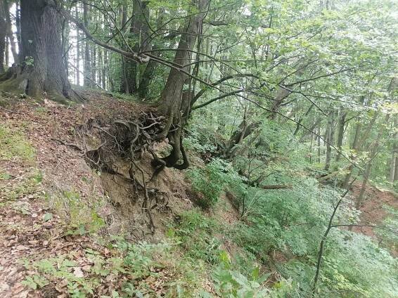Zdena Trommler - Libhošťská hůrka (494 m) #2 - Vrcholovka.cz