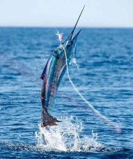 Guatemala: The Sailfish Capital of the World - Issuu