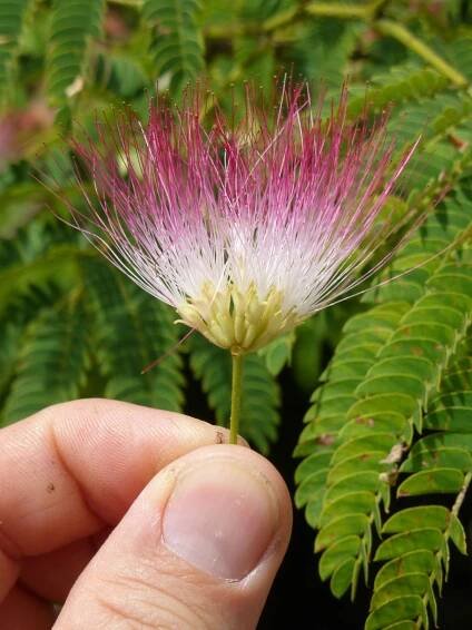 Albizia julibrissin