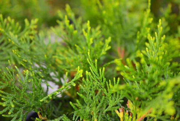 close-up of the foliage from a thuja plicata 'aurea' variety 