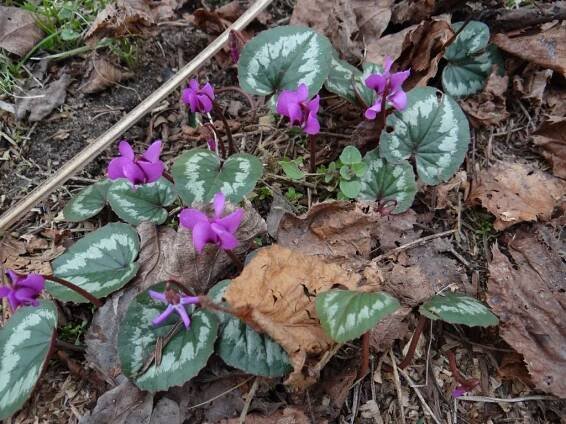 Cyclamen europaeum subsp. orbiculatum - eshop, prodej, semena, rostliny, pěstování, fotografie, množení, popis, atd